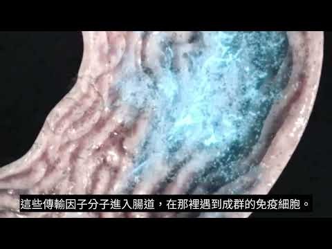 How 4Life Transfer Factor® Works A Capsule’s Journey through the Body TC