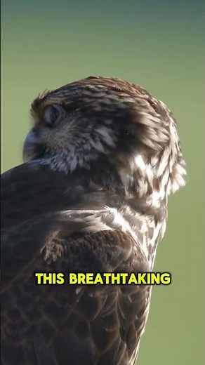 Fastest Animal on Earth! #peregrinefalcon #animalfacts