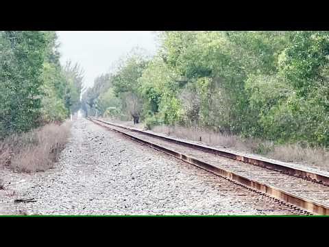 Now Approaching Is The Amtrak Silver Meteor Doing 79MPH