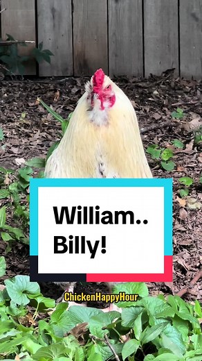 Replying to @Chismo101 #william #will #willy #billy #bill Frankie’s go...