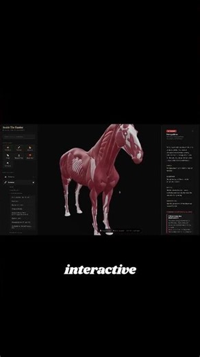 Discover your horse inside out with this interactive 3D model