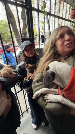 Adopción de perro: yendo a adoptar a Kira, nueva perrita en casa