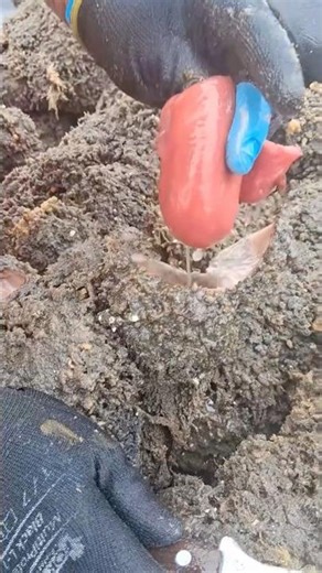 Have you ever eaten piure? 🍅🤷🏽‍♂️ Piure is a Chilean delicacy 🤯 With @lospiuresdepeka