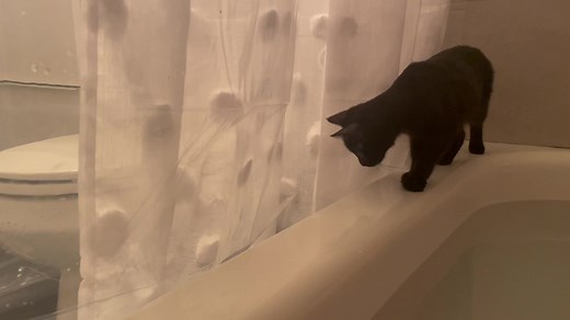 Steve’s friend, Squid. Her sister pushed her in! 🤣 #onebraincell #soggycat