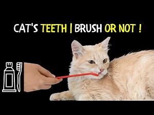 Cat's Teeth: Brush Or Not To Brush? | The Ultimate Guide To Cat Dental Care