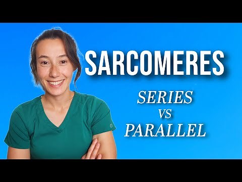 Sarcomeres in Series and Parallel | Muscle Physiology Explained for Students, PT, PTA, and NPTE Prep