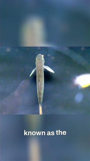 Rare Threadfin Goby: Stunning Freshwater Fish for River Biomes #shorts