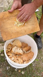 825K views · 15K reactions | Rimedi naturali non solo per noi ma anche per le nostre galline. L’aglio è ottimo come vermifugo, antivirale e antibatterico. L aceto di mele oltre ad abbassare il ph dell’ acqua è utile per rafforzare il loro sistema immunitario. Entrambi vanno usati ogni tanto senza esagerare ☺️ #wildlife #rimedinaturali #gallinefelici #aglio #acetodimele | Wild family Farm | Facebook