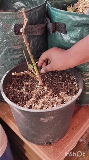 Starting spinach seeds under this dollar tree plant cover 🌱#gardening #containergardening