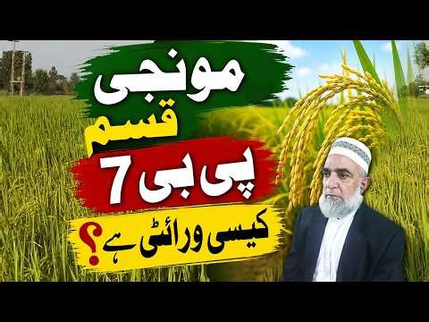 Salient features of Rice Variety PB-7 for cultivation in Pakistan || Crop Reformer