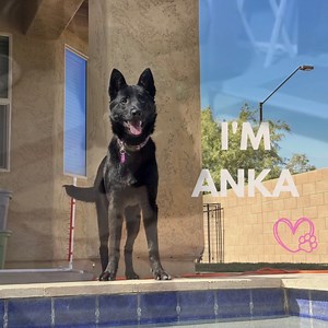 1.2K views · 68 reactions | Hello, What’s Up Wednesday folks! Foster...