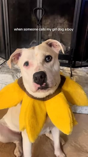when someone calls my girl dog a boy #dog #puppy #rescuedog #funnydog #doglife #dogmom #pitbull #pitbullmix #labradormix #labmix #pitador #bullybreed #funny #comedy #dogsofinstagram #puppiesofinstagram | Sharon Nagra