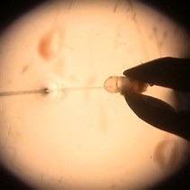 Video: Methods for Precisely Localized Transfer of Cells or DNA into Early Postimplantation Mouse Embryos