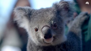 40K views · 2.2K reactions | Did you know that there are less than 80,000 koalas left in the wild? | The Australian | Facebook