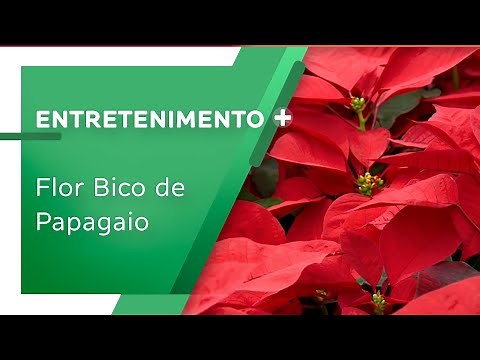 Conheça tudo sobre a flor Bico de Papagaio