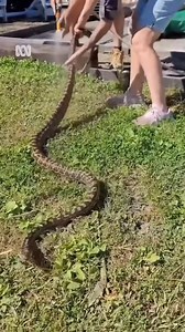 What a sssneaky spot to hide 🐍#BestOf2025 Tradies at a Queensland worksite were surprised to find a large Coastal Carpet Python hiding in a besser block, which was about to be filled with fresh concrete. Credit: Sunshine Coast Snake Catchers 24/7 | ABC Landline