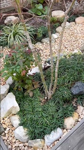 西洋イワナンテンからオタフクナンテンに植え替えるよ