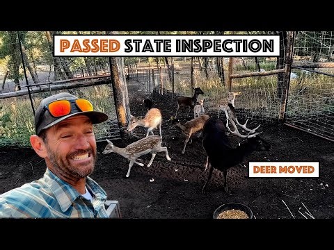 #820 - State Inspection PASSED!!! Time To Move The Deer! (Mountainside High Fence Deer Pen)