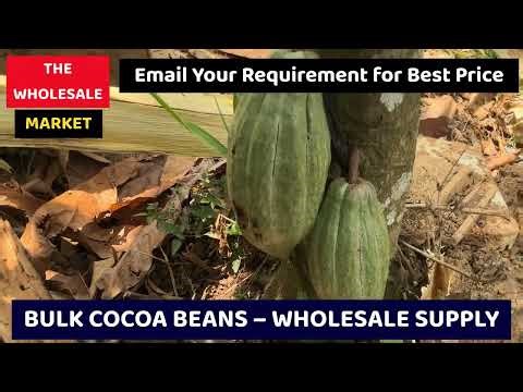 Cocoa Market Update – Bulk Supply & Price Trends Today