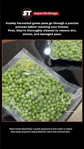 How Fresh Green Peas Are Frozen Without Losing Flavor. #ustrends #freshvegetables #facts #ytshorts