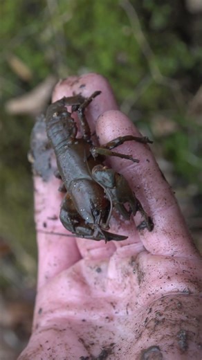 Finding Salamanders and Creatures Under Rocks!