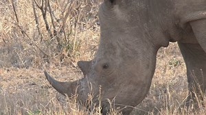 Rhino grazing on dry grass - Free Stock Video