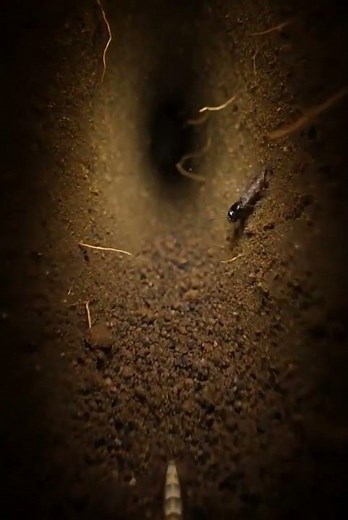Centipede POV: Inside an Underground Tunnel System #insects