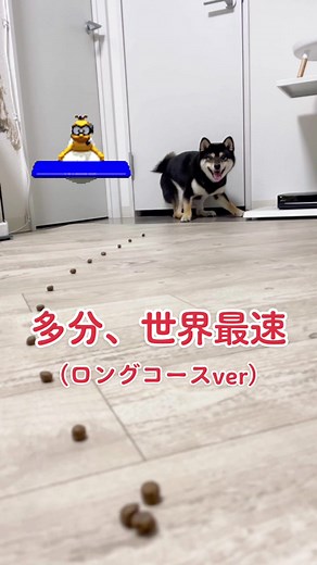 アイルトンセナが乗った柴犬カート