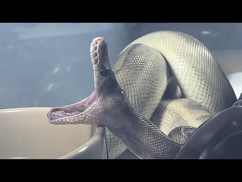 CROCODALE JR. | Champagne Lavender Royal / Ball Python | #feeding #highlights 💜🎬 (25.11.25)