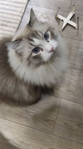 小小貓金生