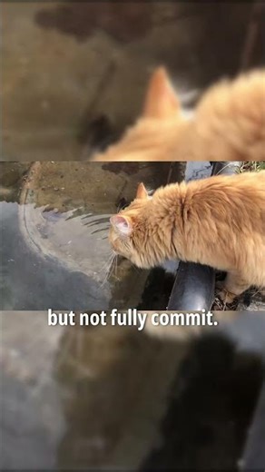 Why Cats Are Fascinated by Streams & Faucets 🐱💧 #CatFacts #PetBehavior #AnimalShorts