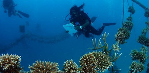 Reality check: coral restoration won’t save the world’s reefs