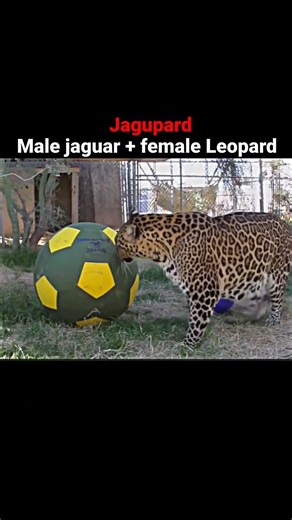 Rarest crossbreed of different big cats #viral #shorts