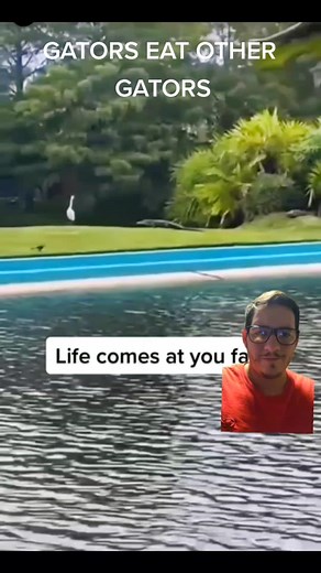 GATOR Behavior: Predatory Encounters in the Wild