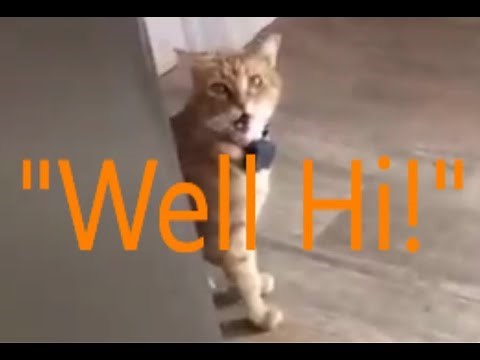 Cat Says Well Hi in a Southern Accent! Talking Cat Funny Videos Series Episode 4