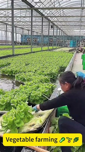 Vegetable farming 🥬🌱🌿