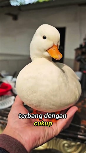Calla Ducks 😍 So Cute, Smart & Great for Walking! #duck #animals