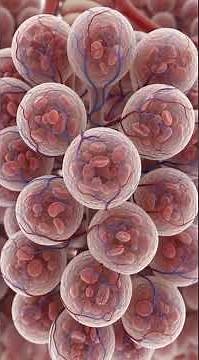 Every Breath Matters | Inside Human Lungs (3D Animation)