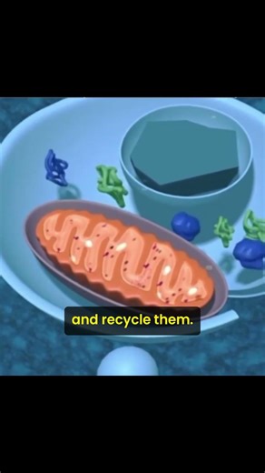 🧠 Your Brain Is Eating Itself Right Now #science