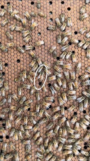 Queen marking 🩵one of my favorite tasks #queenbees #apiary #queengrafting #farmher | Greeks Bees