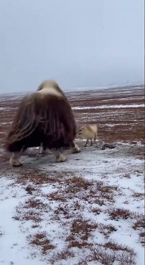 Musk Ox Protects Calf from Arctic Foxes! ⚡📱🐂🦊 #WildlifeDrama #NatureSaves #MuskOxDefense