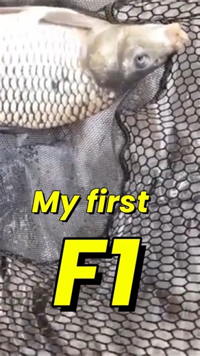 F1's are great fun to catch