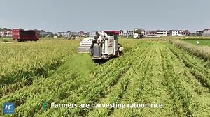Find out how modern agricultural equipment is helping the ancient farming method of rice ratooning make a comeback in east China | China Xinhua News