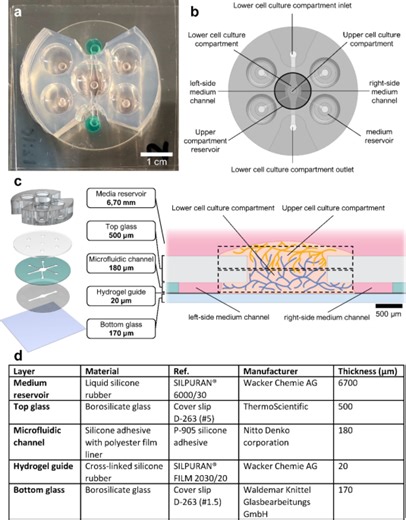 Barrier-free, open-top microfluidic chip for generating two distinct, interconnected 3D microvascular networks - Scientific Reports