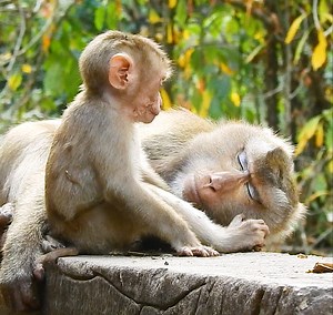 Baby LEO Not Going Anywhere But Staying and Playing Around His Mom, Lovely Baby Monkey,. | Story History