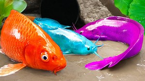 4.5M views · 21K reactions | Hello Friends, Pink Catfish and Platinum Fish fancy - Stop Motion Cooking Primitive ASMR. Do you like Platinum Fish? Let's find out what this fish looks like! 00:00 Trailer 00:15 How do Platinum Fish appear? 02:35 Colorful Catfish in the Mud Pit  WARNING: THIS IS NOT REAL, DO NOT TRY AT HOME! Link video : https://www.youtube.com/watch?v=OMrnKrkpmIc | Robocar Poli Car Toys | Facebook