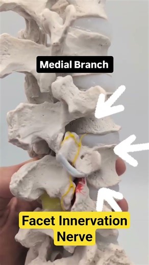 Facet Innervation Nerve Model - Medial Branch Modelling #medicaleducation #anatomy #patienteducation