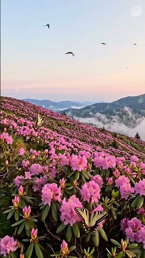 ✨ Dreamy Pink Valleys & Endless Skies 🌸🪽 #loveit_nature