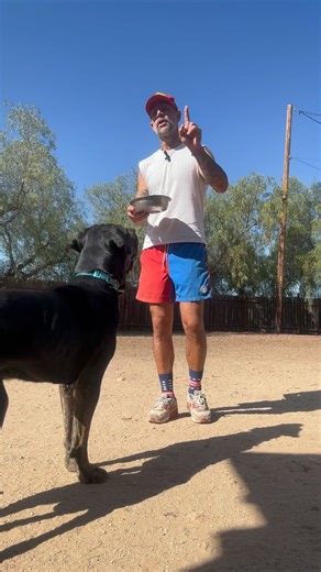 BENNY ROTH! The gentle giant. Hey guys will you do me a favor & share this post? We still have him for another week but he’ll be available to some lucky family out there in no time. This platform Isn’t just to promote my dog training company. I want to also use it to help clear my local animal shelter a bit. I appreciate it guys thanks ❤️ #shelterdog #bigben | Team Floppy Ears