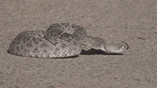 50-year-old bitten twice by rattlesnake in southern Arizona